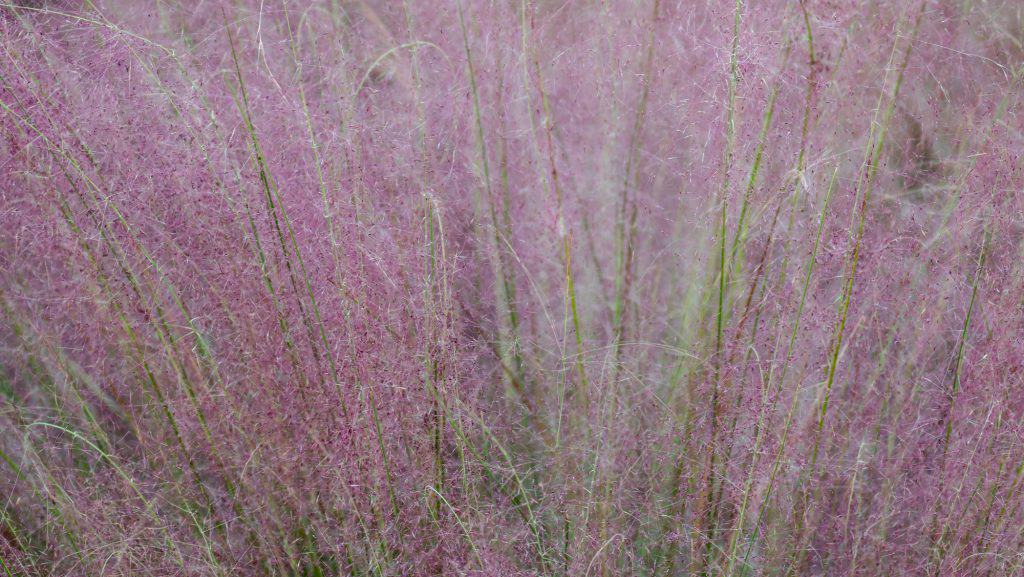 Lots of purple fountain grass