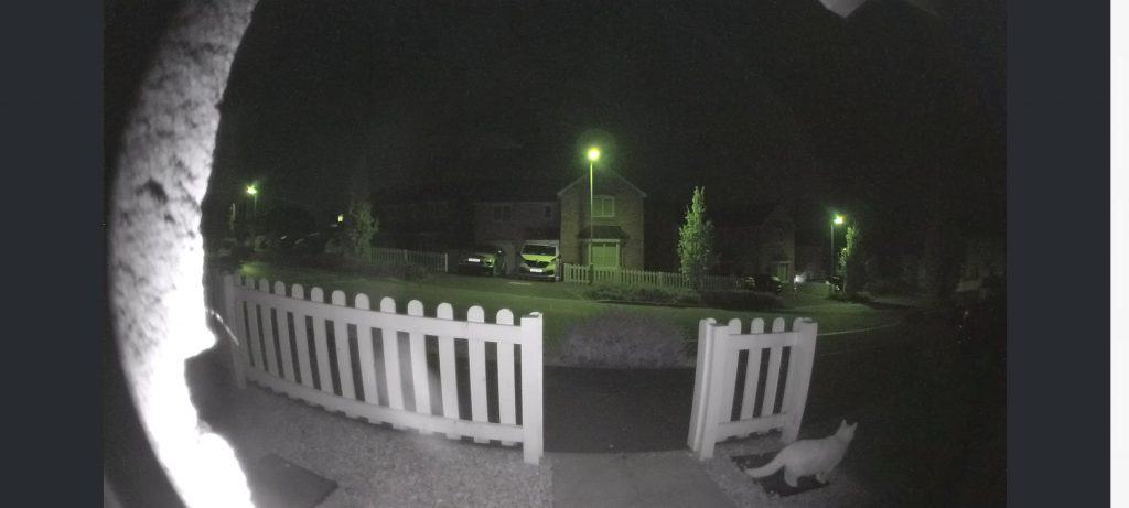 A cat near my front door captured by my Ring Doorbell Pro